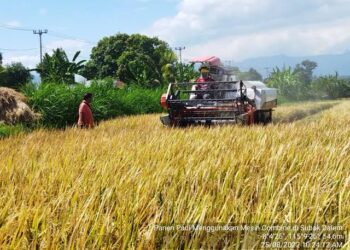 Produktivitas Padi Menurun, DTPH Bone Nilai Data BPS Tidak Akurat
