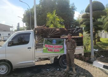 Bupati Bone Bagi 1 Ekor Sapi Qurban Untuk Wartawan
